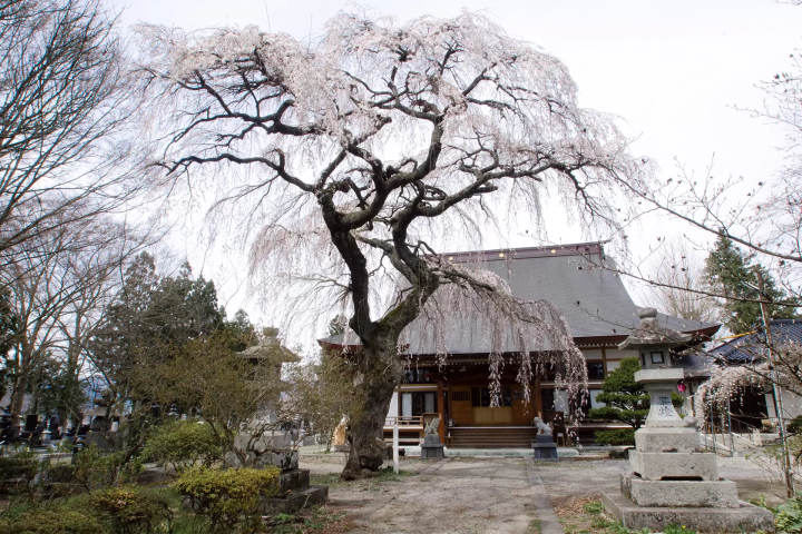 当地人选择！ 2024年远野樱花景点亮点信息