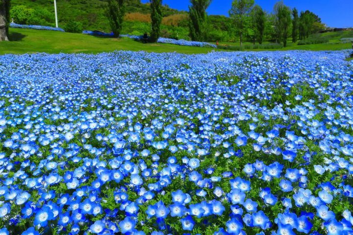 Awaji Flower Festival