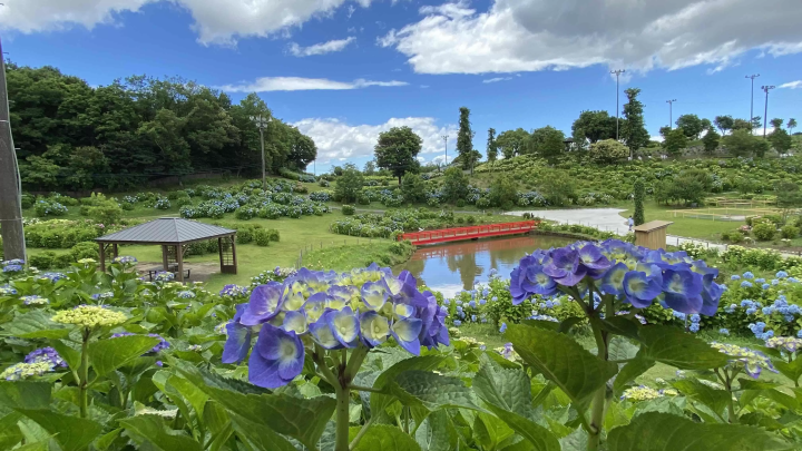 风早之里～绣球花祭～