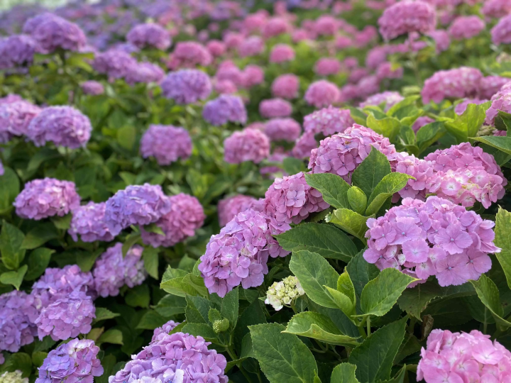 风早之里～绣球花祭～