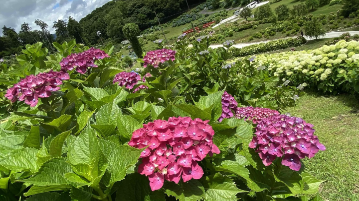 风早之里～绣球花祭～