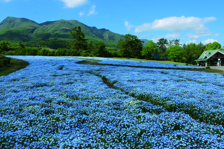 来大分旅游时必去的地方！壮观的花卉园 Kuju Flower Park 是怎样的？