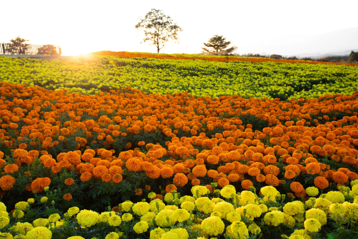 来大分旅游时必去的地方！壮观的花卉园 Kuju Flower Park 是怎样的？