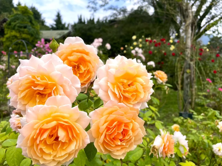 来大分旅游时必去的地方！壮观的花卉园 Kuju Flower Park 是怎样的？