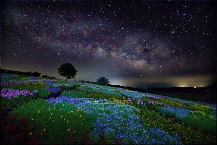 来大分旅游时必去的地方！壮观的花卉园 Kuju Flower Park 是怎样的？