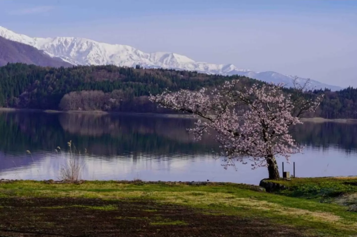 沿著立山黑部阿爾卑斯山脈路線，可以欣賞到絕美的景色和賞花勝地！