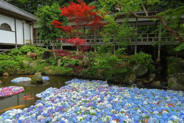 繡球花？紫陽花？多彩的秘密是什麼？梅雨季最迷人的花卉豆知識