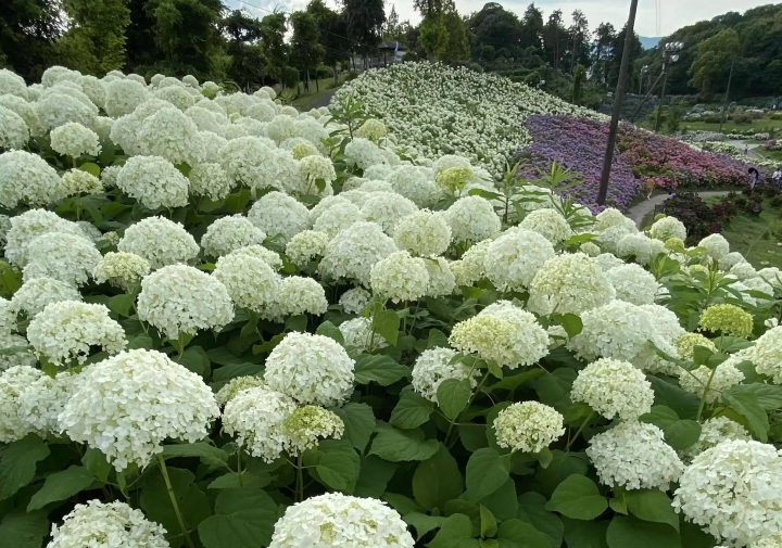 风早之里～绣球花祭～
