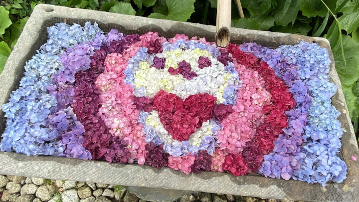 风早之里～绣球花祭～