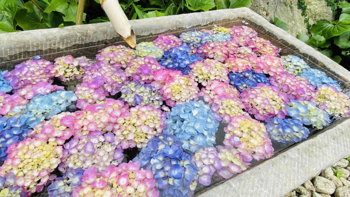 风早之里～绣球花祭～