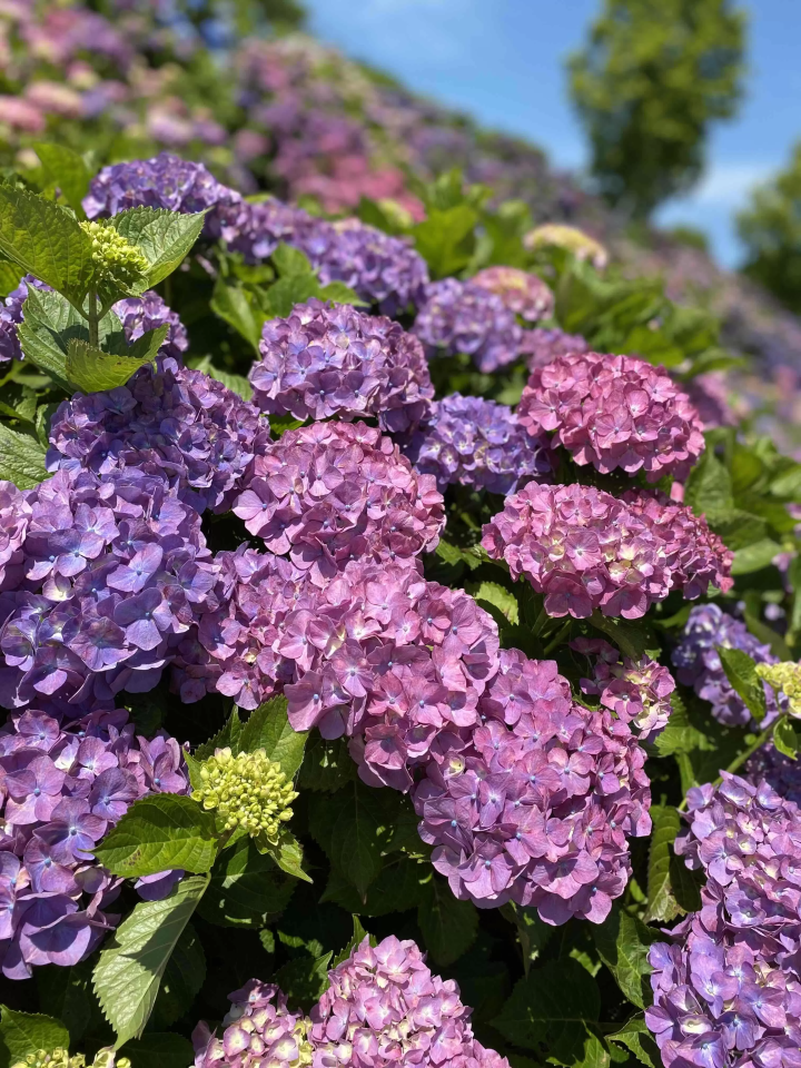 风早之里～绣球花祭～