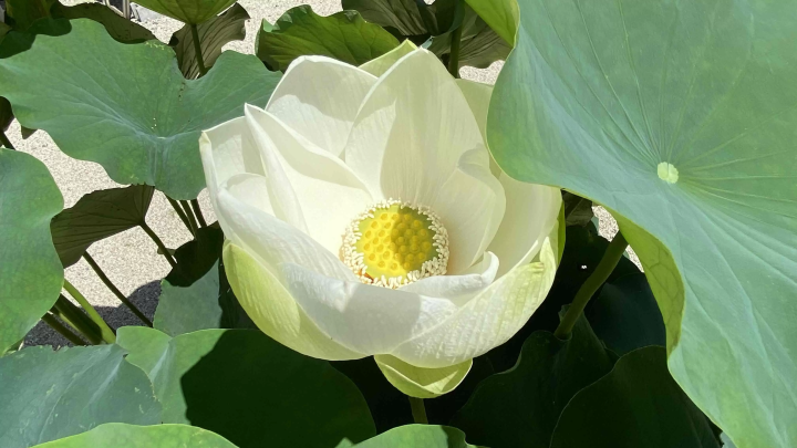 Takada Honzan Senshu-ji Temple ~Lotus~