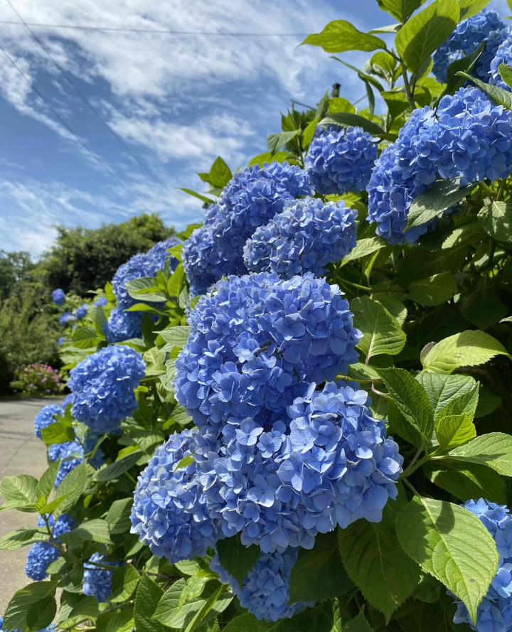 风早之里～绣球花祭～