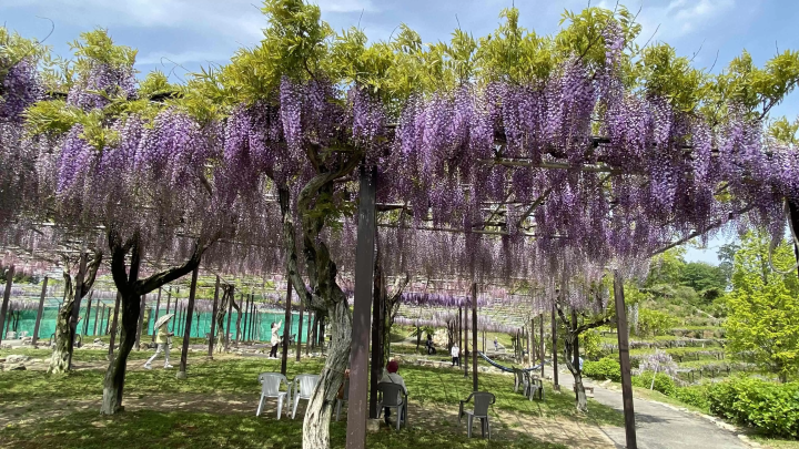 风早之里～紫藤节～