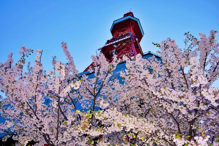Sapporo Cherry Blossoms: Top 10 Spots and 2024 Forecast