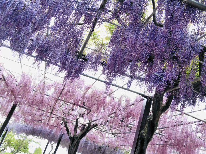 风早之里～紫藤节～