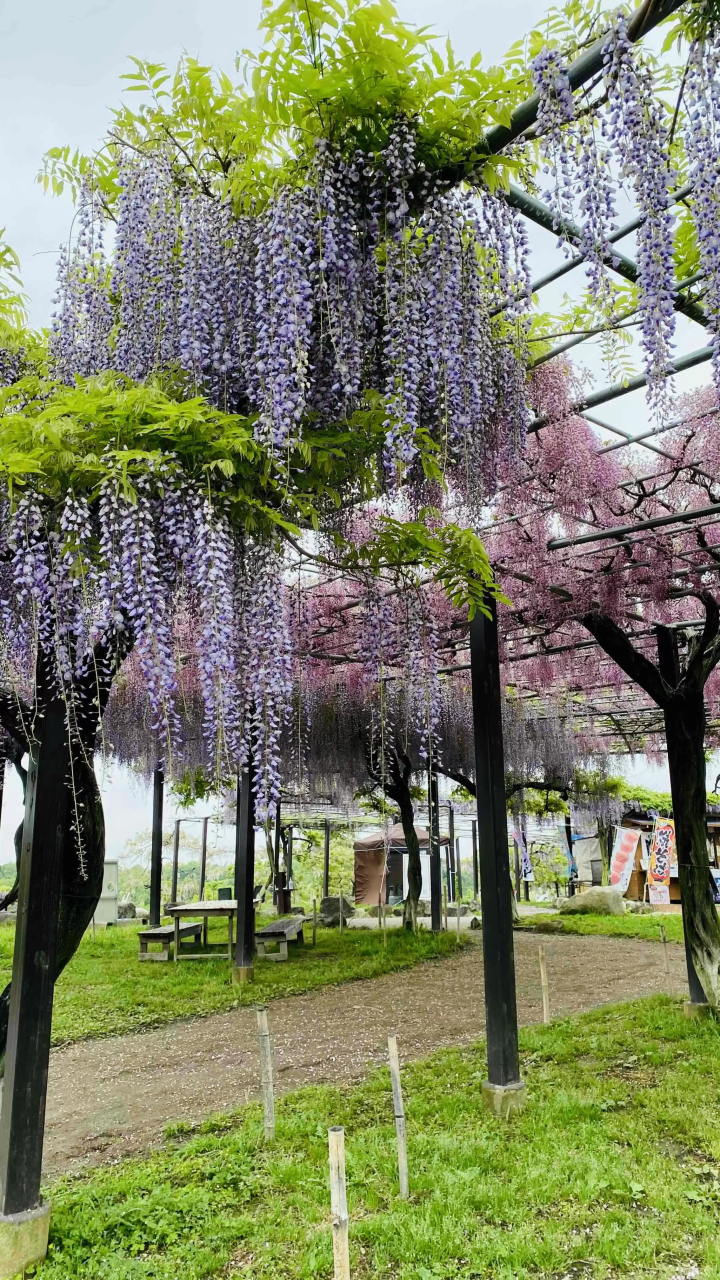 风早之里～紫藤节～