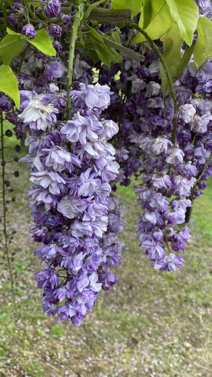 风早之里～紫藤节～