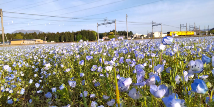 Nemophila field and yellow train