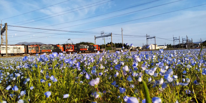 Nemophila field and yellow train