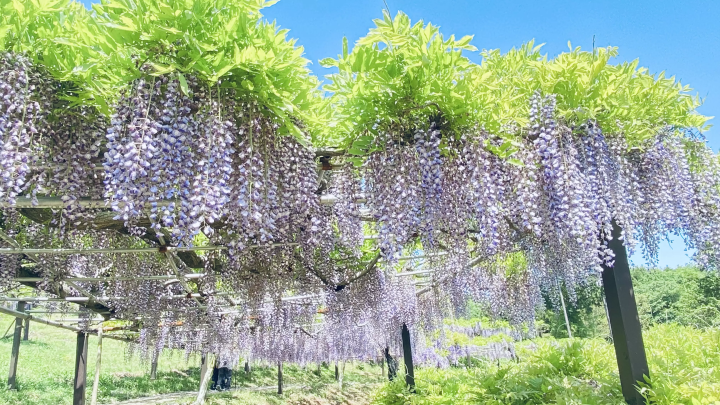 风早之里～紫藤节～
