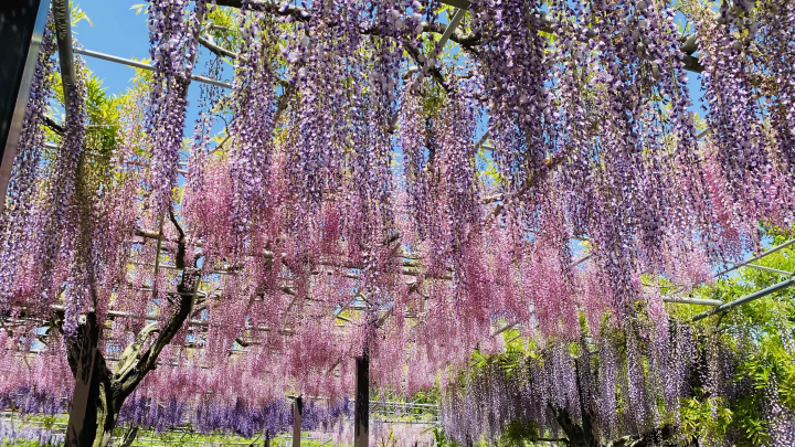 风早之里～紫藤节～