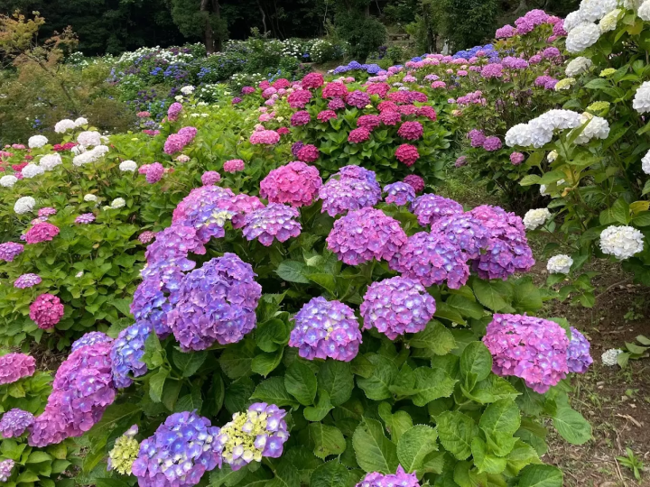 每年六月是觀賞它們的最佳時間