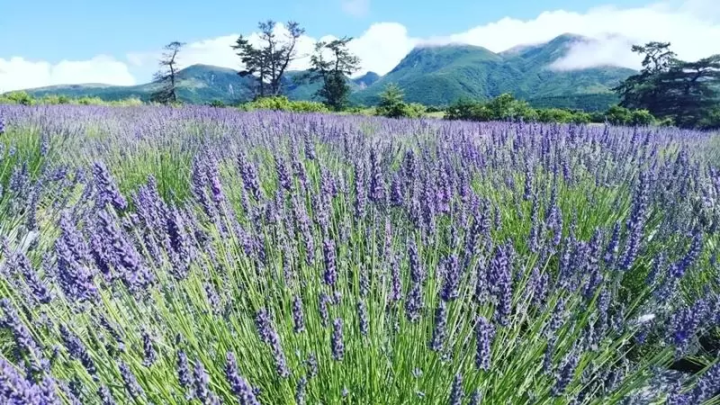 大分最佳夏季旅遊目的地：自然、露營和壯麗景色