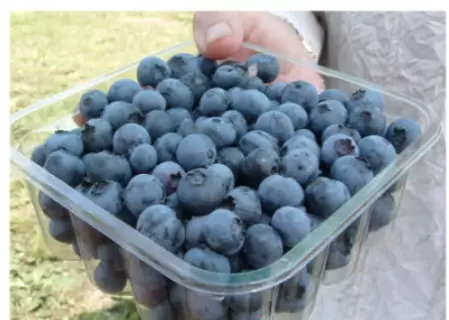 大分最佳夏季旅遊目的地：自然、露營和壯麗景色