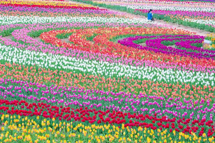 Sera Kogen Farm: Enjoy Flowers in Hiroshima All Year Round