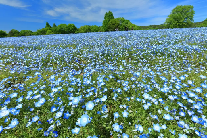 Sera Kogen Farm: Enjoy Flowers in Hiroshima All Year Round