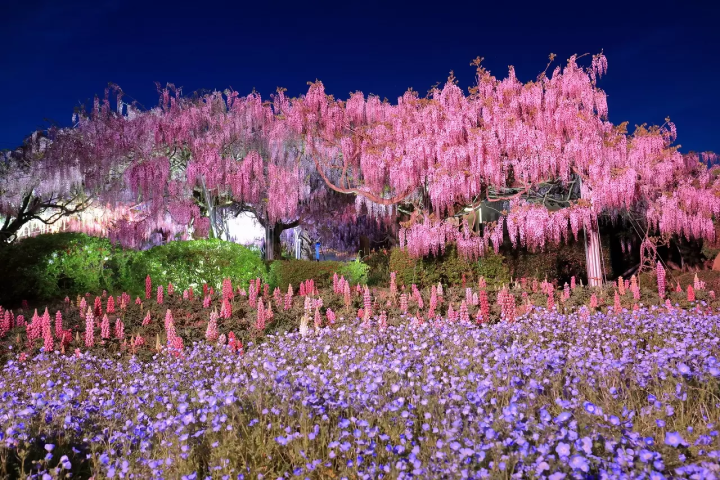 Sera Kogen Farm: Enjoy Flowers in Hiroshima All Year Round