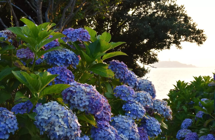 稻村崎（镰仓海滨公园）