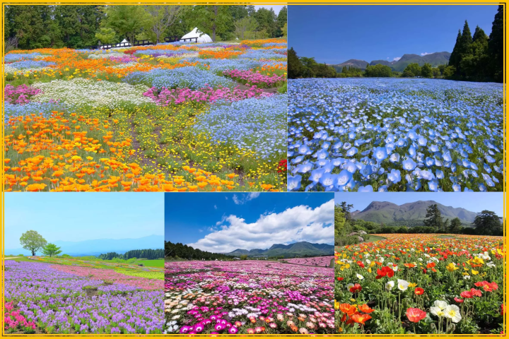 如何在九重花卉公園享受四季