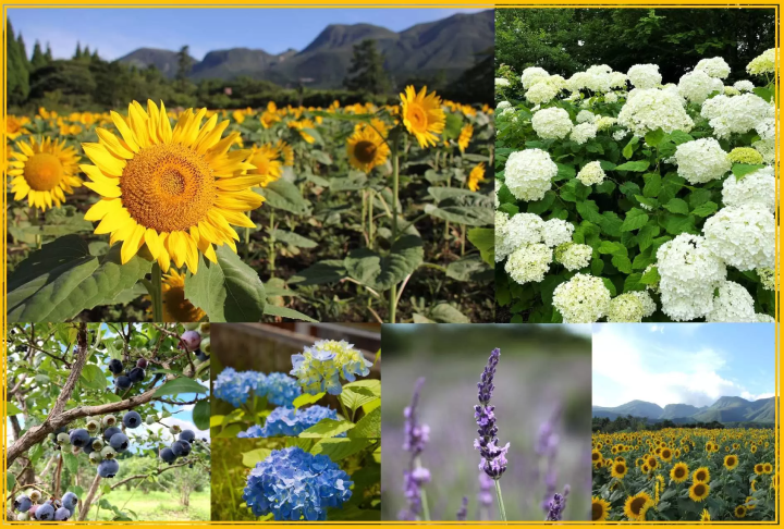 如何在九重花卉公園享受四季