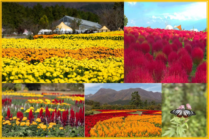 如何在九重花卉公園享受四季