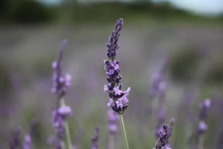 来大分旅游时必去的地方！壮观的花卉园 Kuju Flower Park 是怎样的？