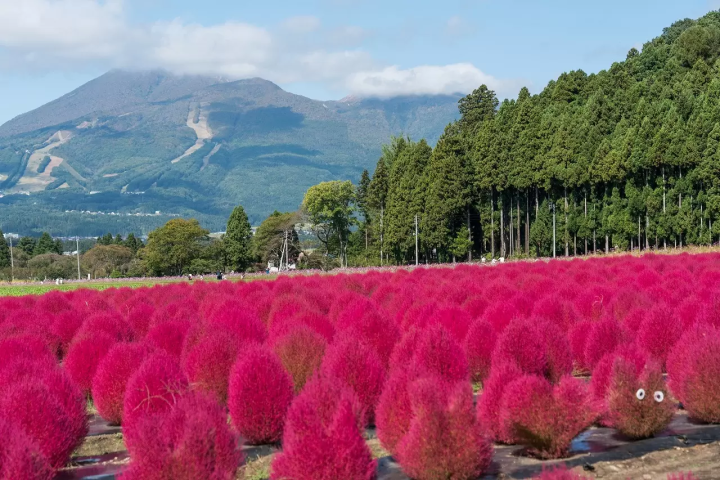Umbrella Sky Events Near Tokyo