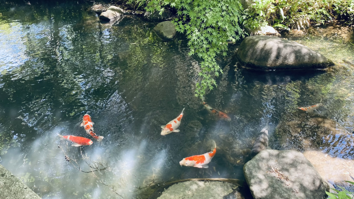 Takada Honzan Senshu-ji Temple ~Lotus~