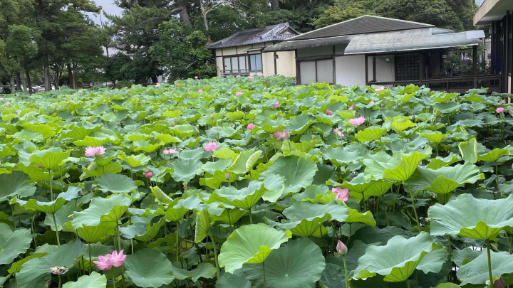 Takada Honzan Senshu-ji Temple ~Lotus~