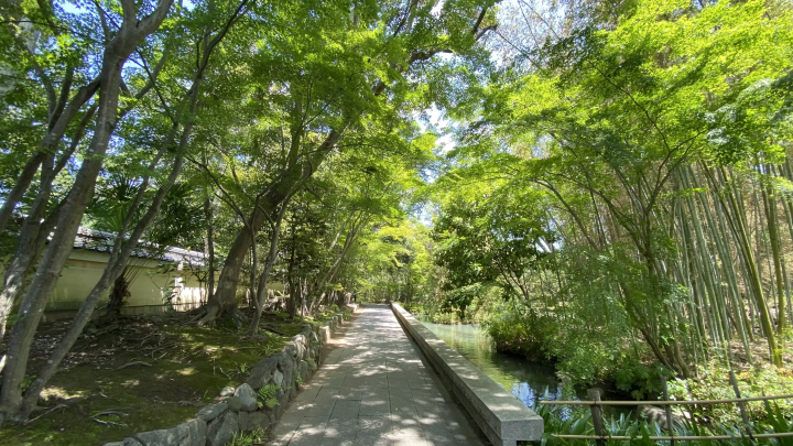 Takada Honzan Senshu-ji Temple ~Lotus~