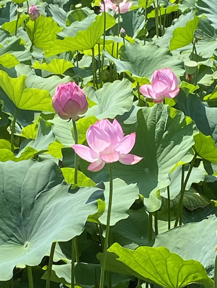 Takada Honzan Senshu-ji Temple ~Lotus~