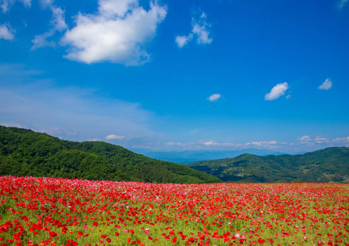 ©Mochida Photography Office 