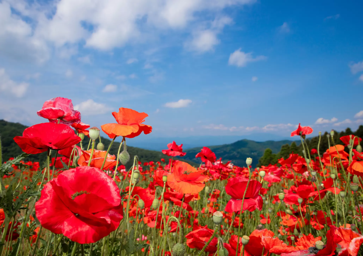 ©Mochida Photography Office 