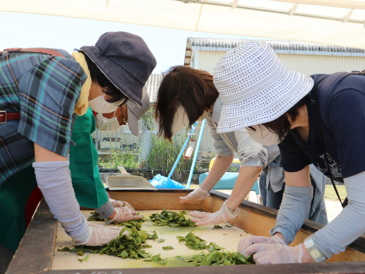丹波篠山舉辦“第42屆大國寺丹波茶節”