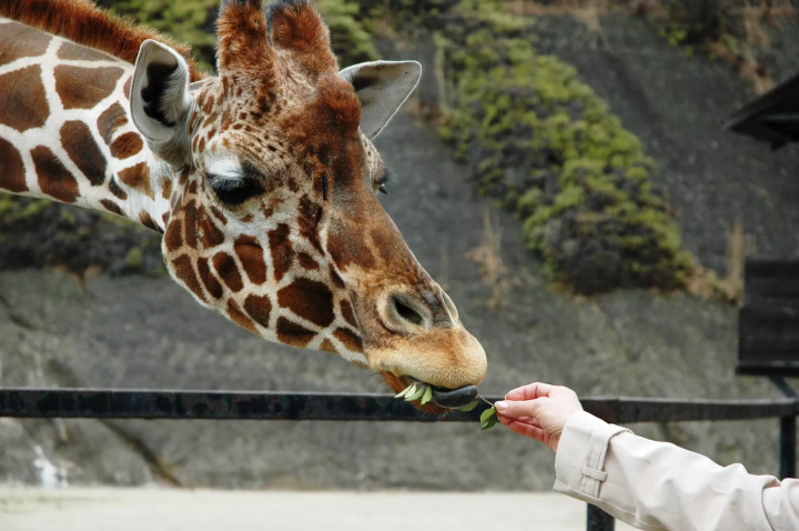 hand feeding a giraffe