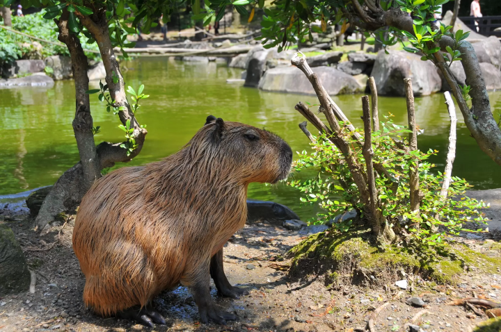 capybara next to a pond