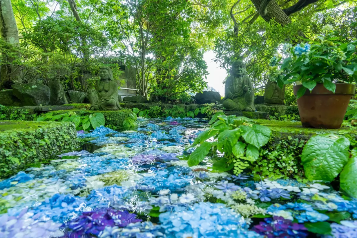 Kamakura's Hydrangea Season: Top 17 Locations in 2024