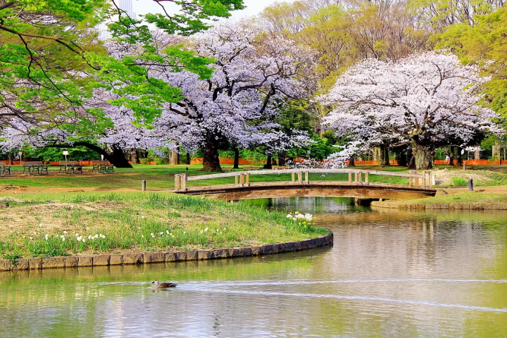 Relish Nature in Tokyo! 5 Gardens and Public Parks