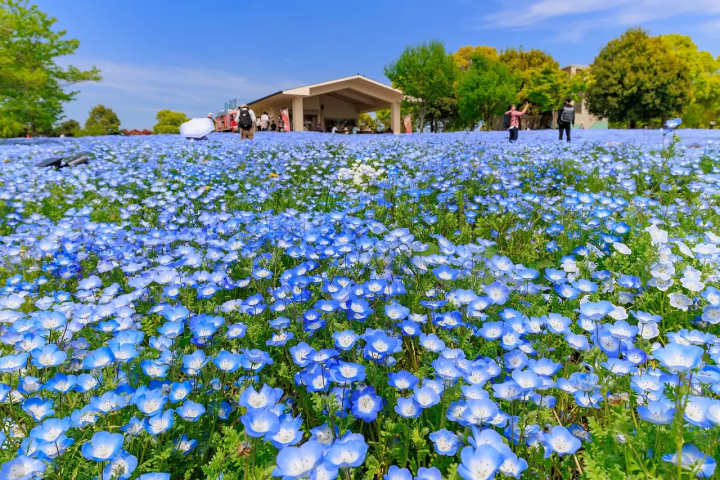 Relish Nature in Tokyo! 5 Gardens and Public Parks